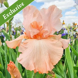 You're a Peach Bearded Iris