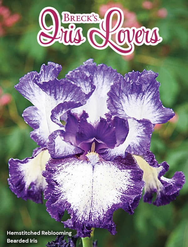 Iris Lover