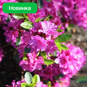 Карточка (50).png