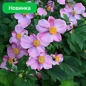 Карточка (48).png