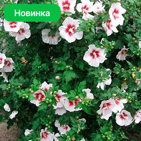 Карточка (47).png