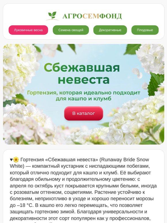 🌼  Почему гортензию «Сбежавшая невеста» выбирают для кашпо и клумб?👑 -68% Распродажа луковичных и картофеля 🔥🔥