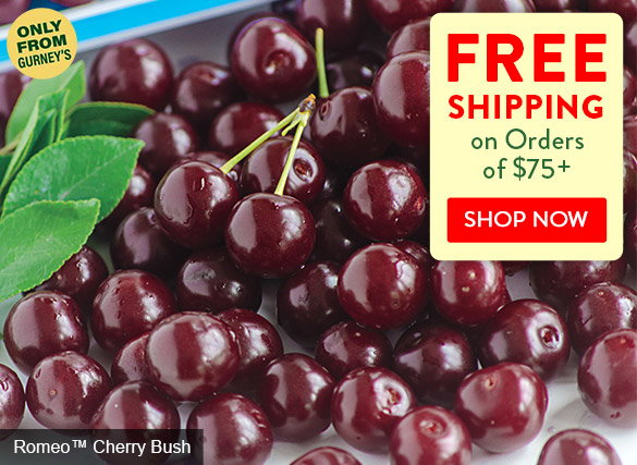 FREE Shipping on Orders of $75+