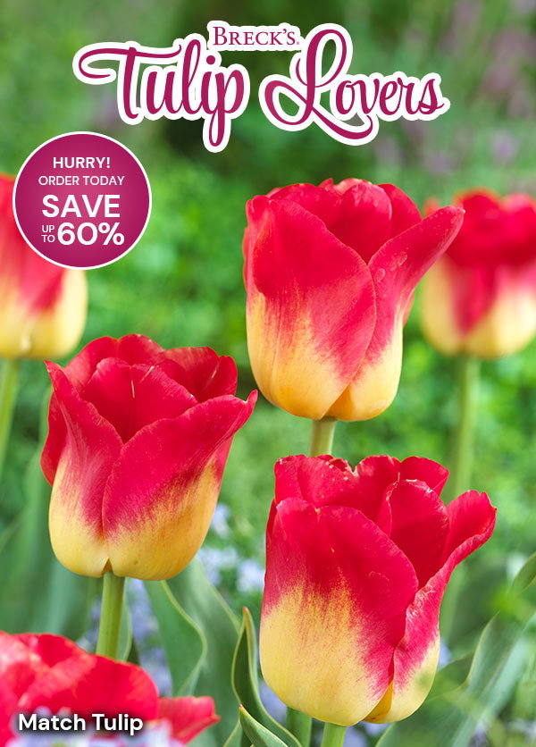 Tulip Lovers Catalog - Up to 60% off