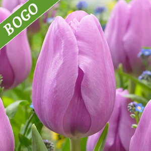 Alibi Tulip