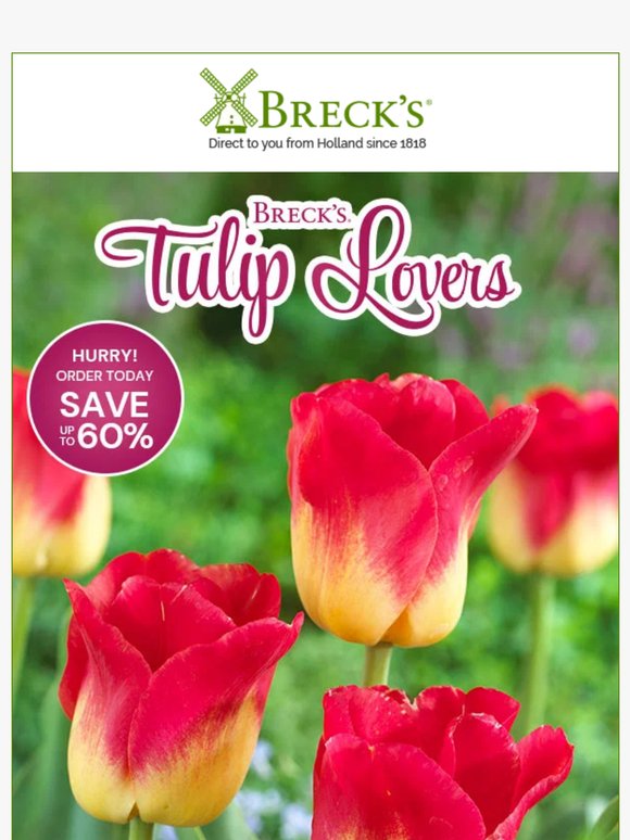 Nothing Compares to a Garden of Tulip Blooms 🌷