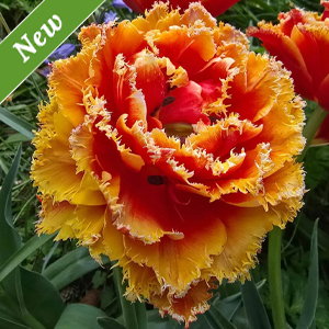 Firecracker Frills Tulip