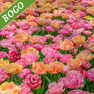 Foxtrot Fiesta Tulip Mixture