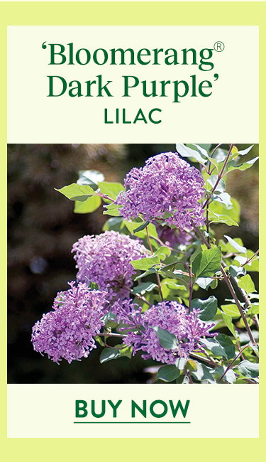 Bloomerang Dark Purple, Lilac