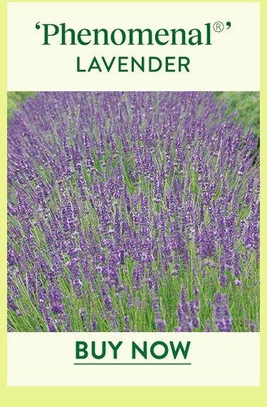 Phenomenal, Lavender