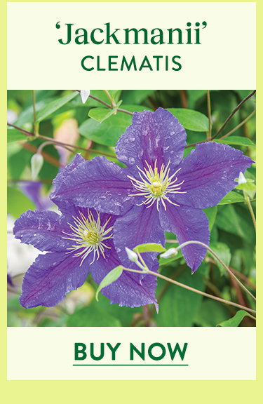 Jackmanii, Clematis