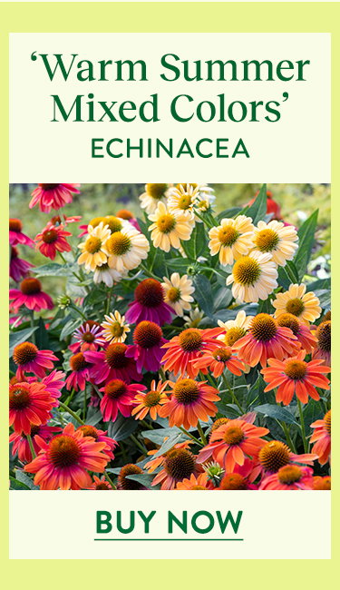 Warm Summer Mixed Colors, Echinacea