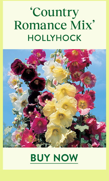 Country Romance Mix, Hollyhock