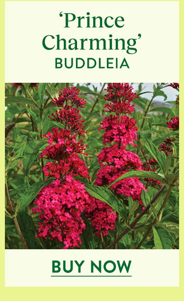 Prince Charming, Buddleia