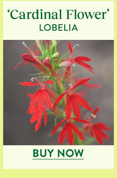 Cardinal Flower, Lobeila