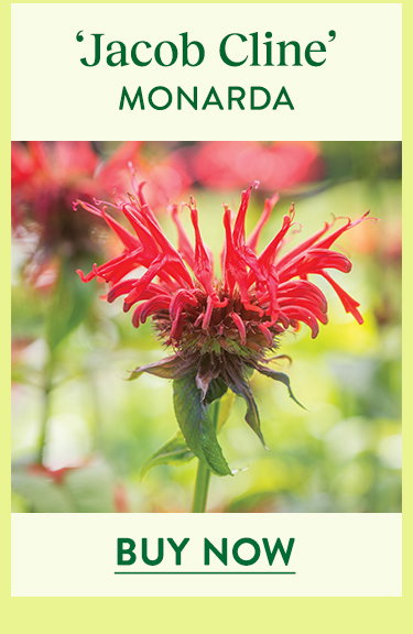 Jacob Cline, Monarda