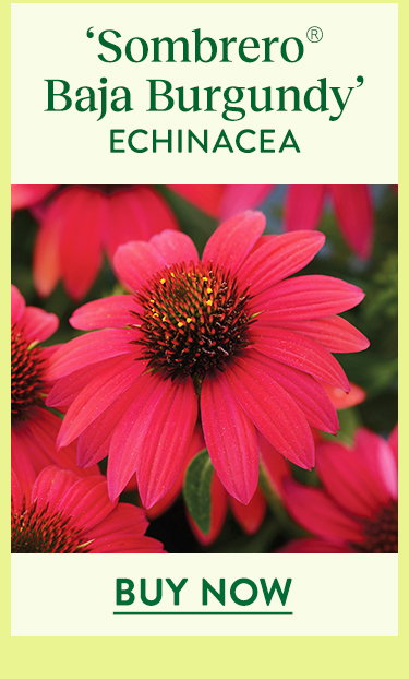 Sombrero Baja Burgundy, Echinacea