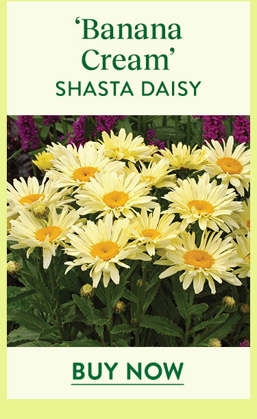 Banana Cream, Shasta Daisy