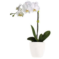 Save on Flowers