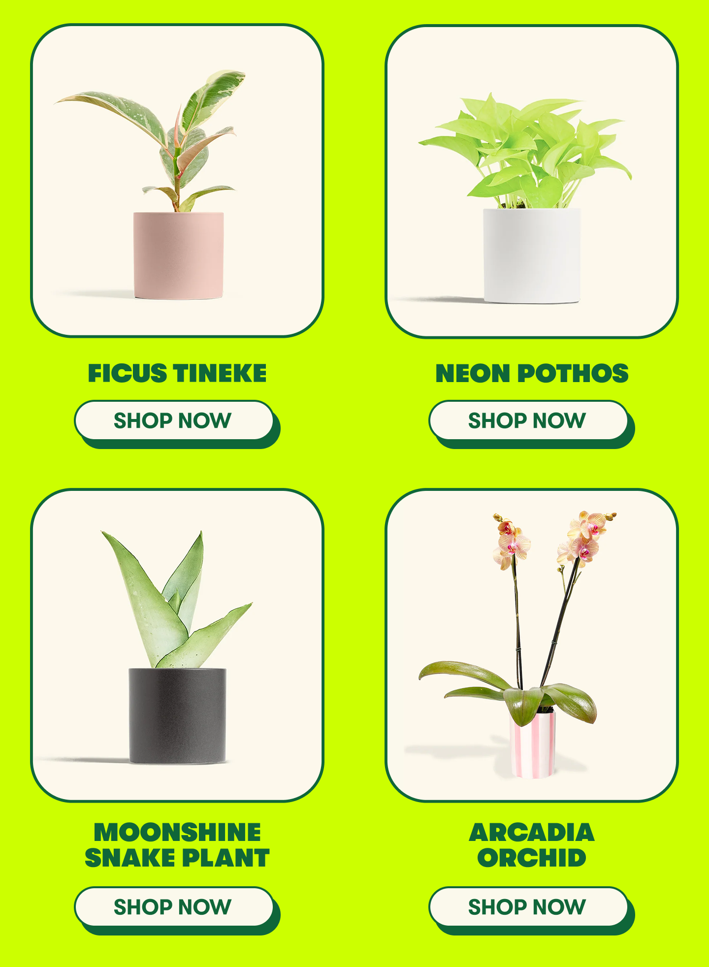 flash sale 15% off all plants