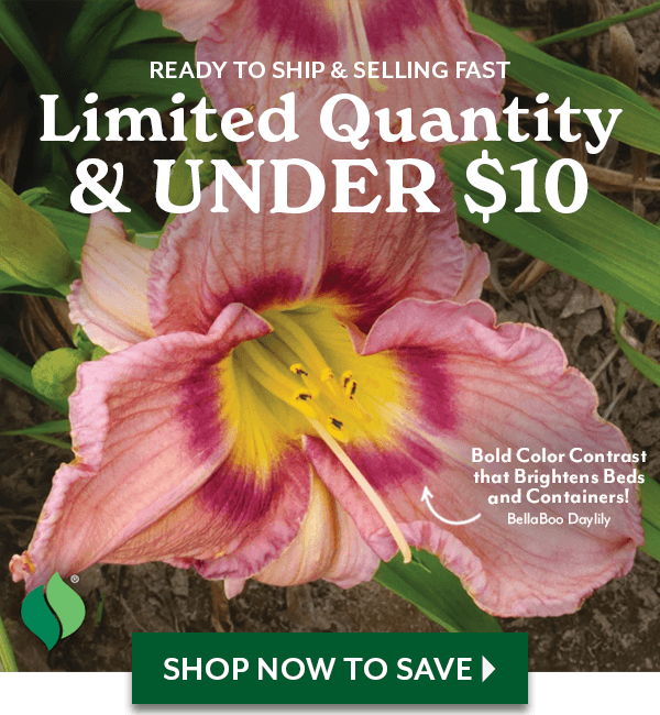 End of Season Greenhouse Cleanout - Limited Quantity & UNDER $10 - shop now