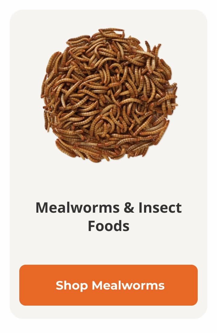 mealworms