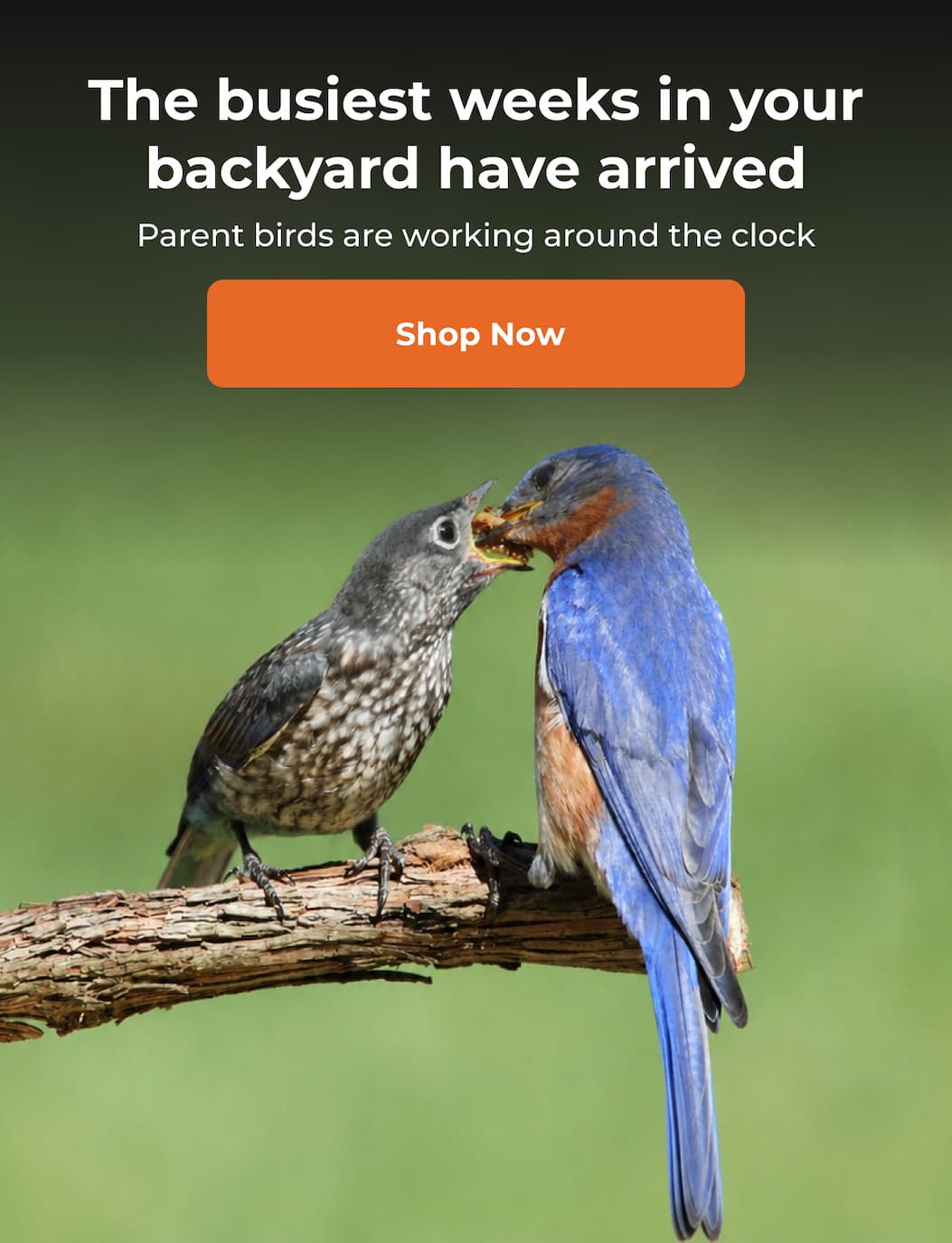 The busiest weeks in your backyard have arrived