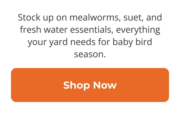 Stock up on mealworms