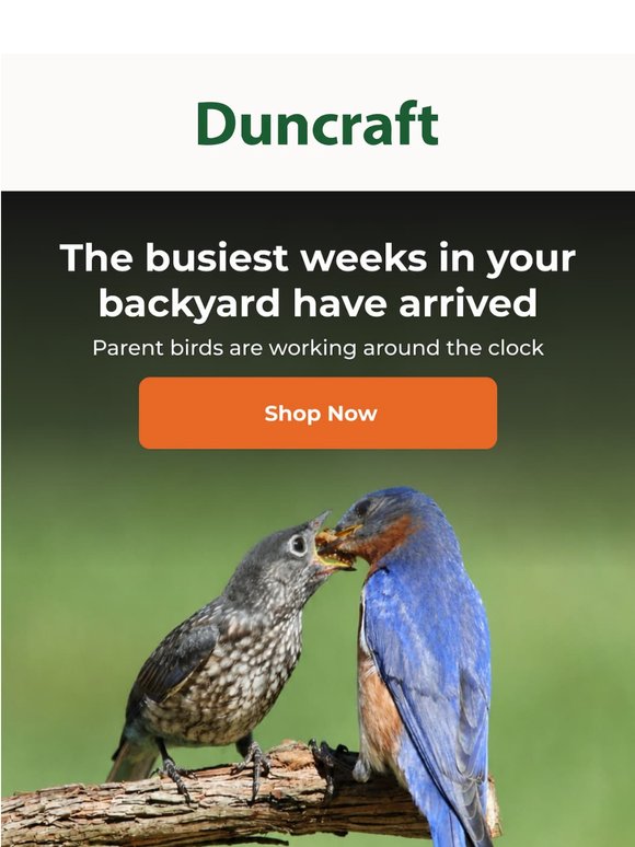 Baby Bird Season is Here. Your Backyard Can Help