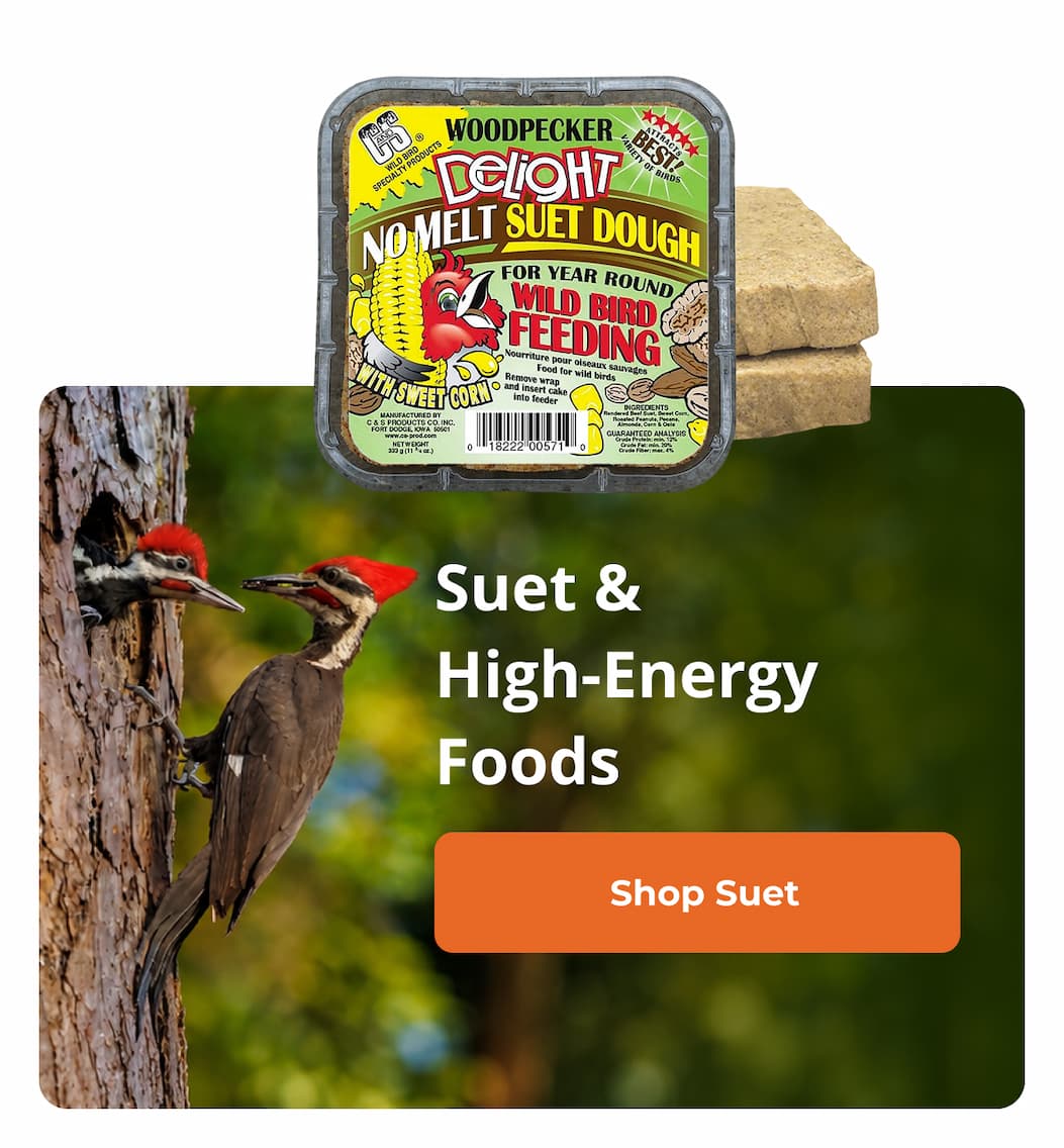 Suet & High-Energy Foods