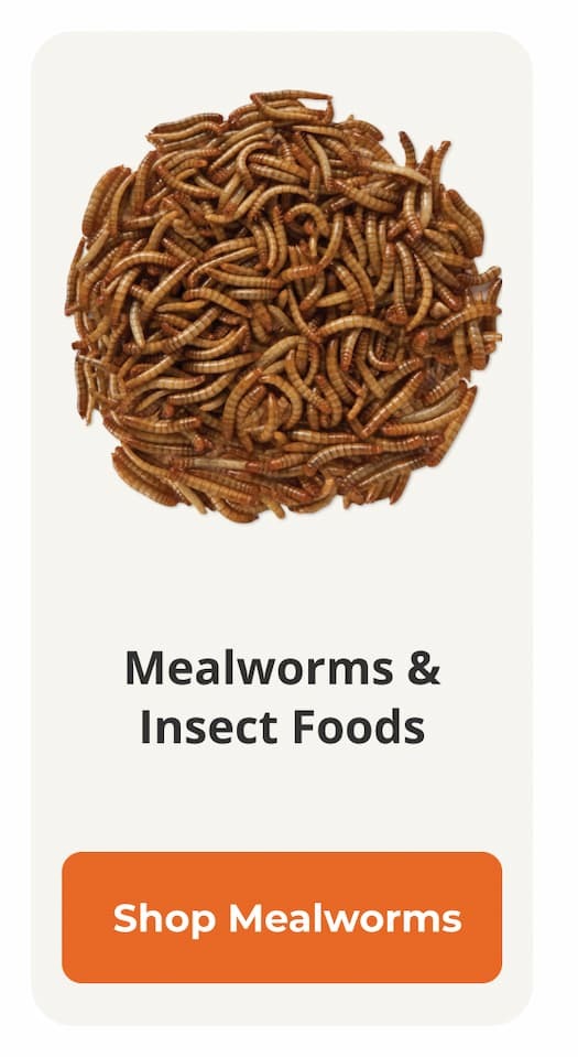 mealworms
