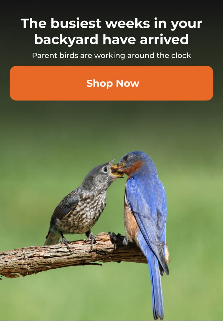The busiest weeks in your backyard have arrived