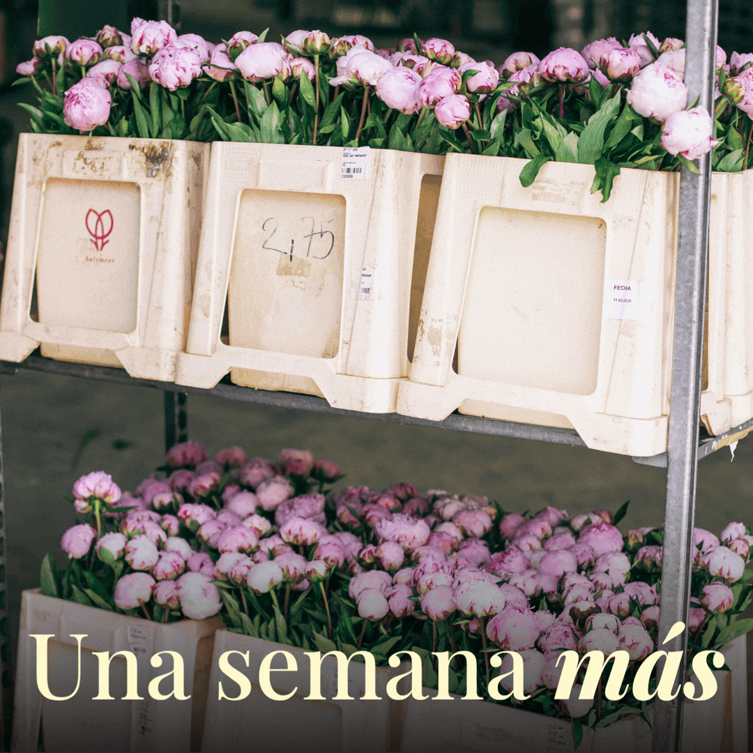 peonías