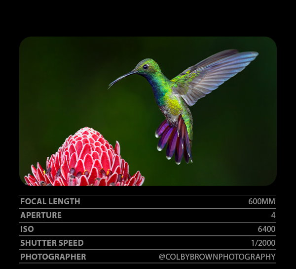 Focal Length 600mm, Aperture 4, ISO 6400, Shutter Speed 1/2000, Photographer @ColbyBrownPhotography