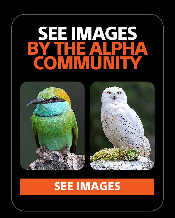 See Images By The Alpha Community | See Images
