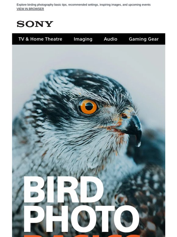 Learn Bird Photography Basics