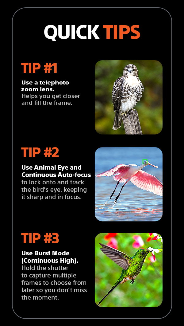 Quick Tips | Tip #1 - Use a telephoto zoom lens. Helps you get closer and fill the frame. Tip #2 - Use Animal Eye and Continuous Auto-focus to lock onto and track the bird's eye, keeping it sharp and in focus. Tip #3 - Use Burst Mode (Continuous High). Hold the shutter to capture multiple frames to choose from later so you don't miss the moment.