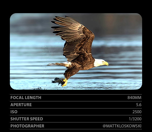 Focal Length 840mm, Aperture 5.6, ISO 2500, Shutter Speed 1/3200, Photographer @MattKloskowski