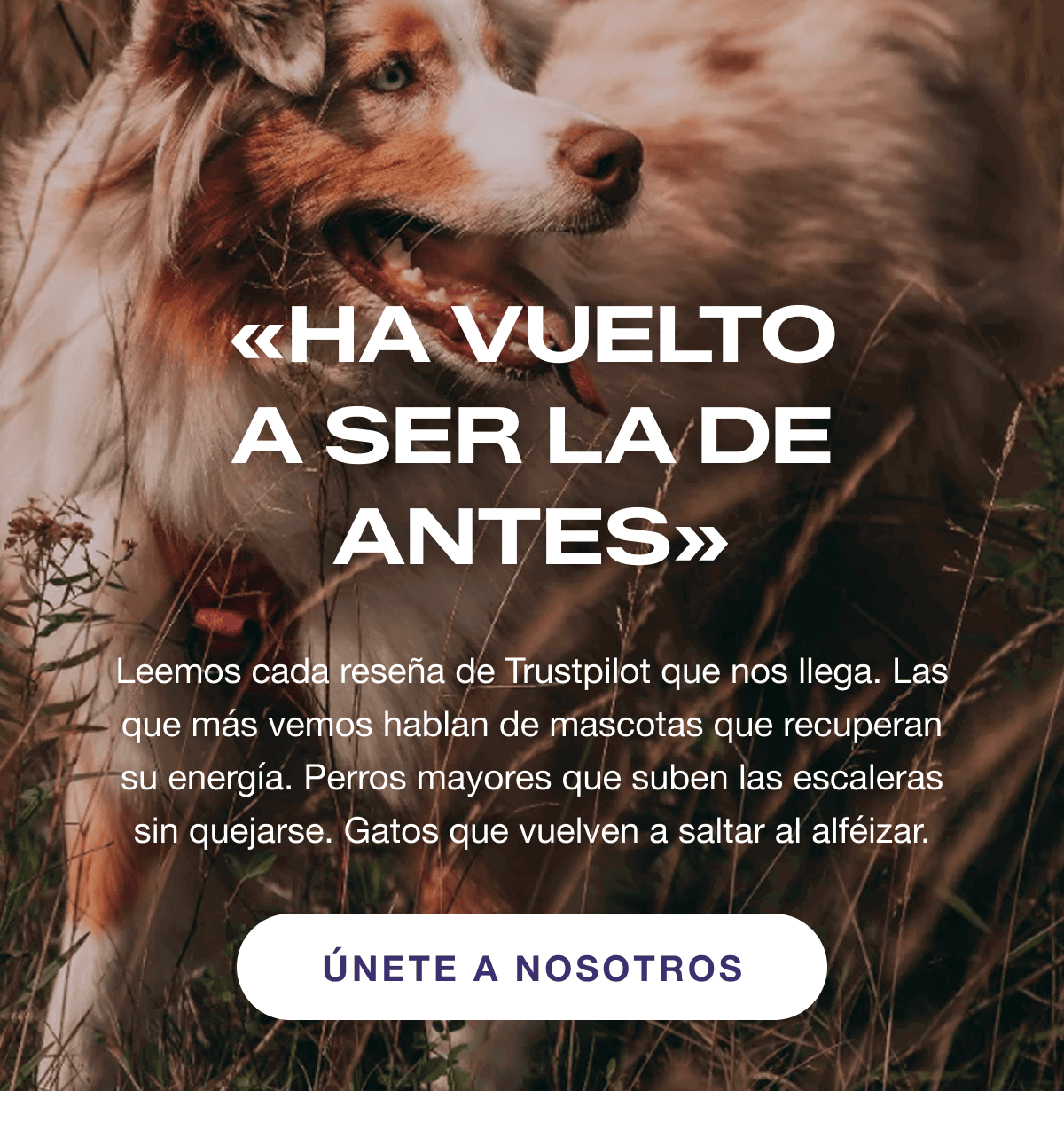 Leemos cada reseña de Trustpilot que nos llega. Las que más vemos hablan de mascotas que recuperan su energía. Perros mayores que suben las escaleras sin quejarse. Gatos que vuelven a saltar al alféizar. Aquí tienes cuatro comentarios que vimos esta semana.