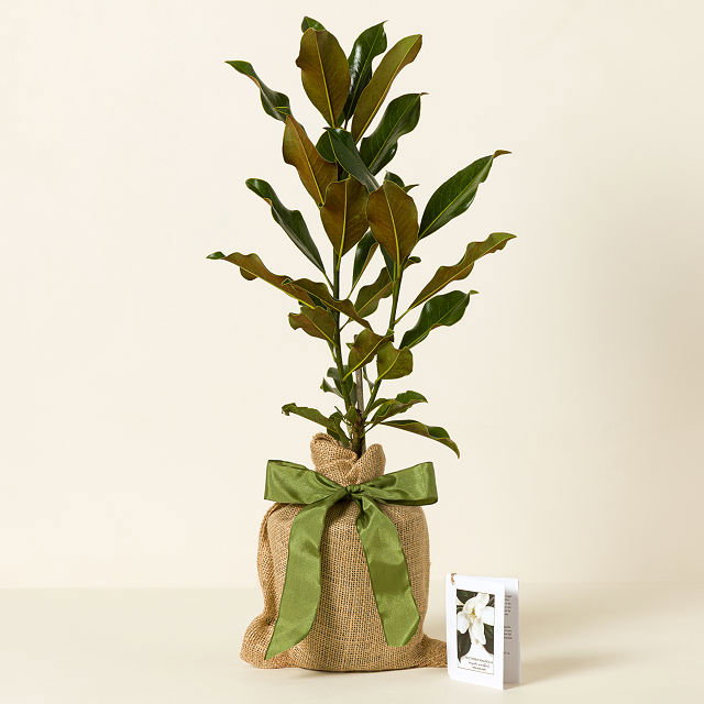 Southern Magnolia Tree