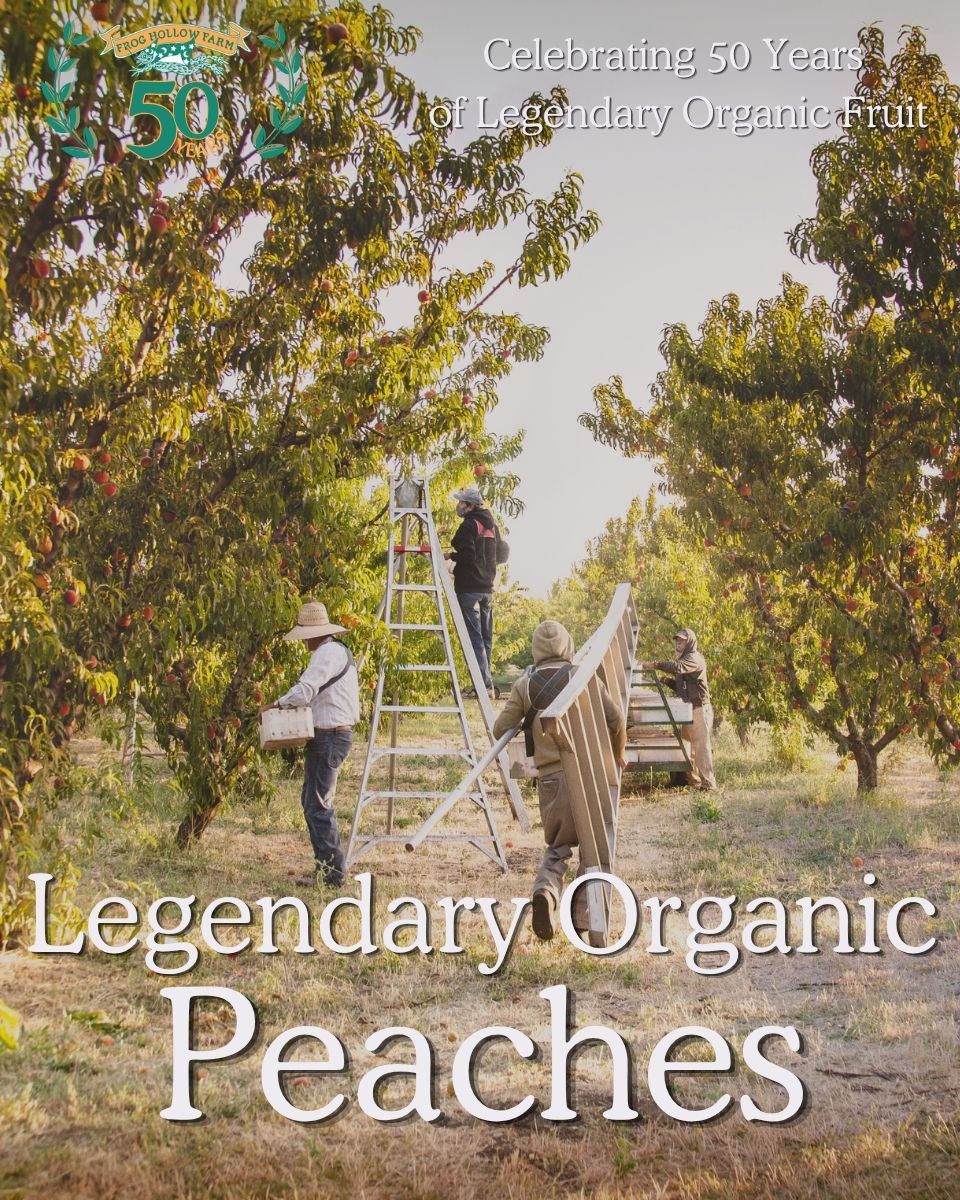 Harvesting organic peaches