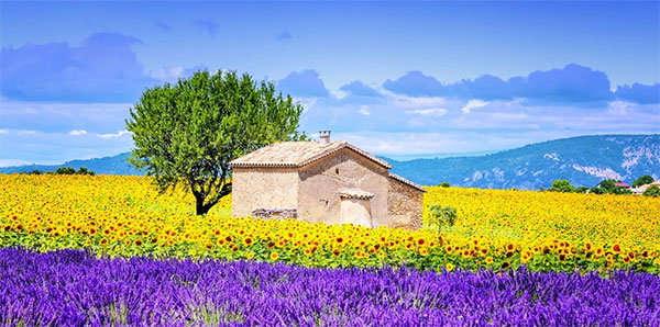 Cultural Delights of Provence Image