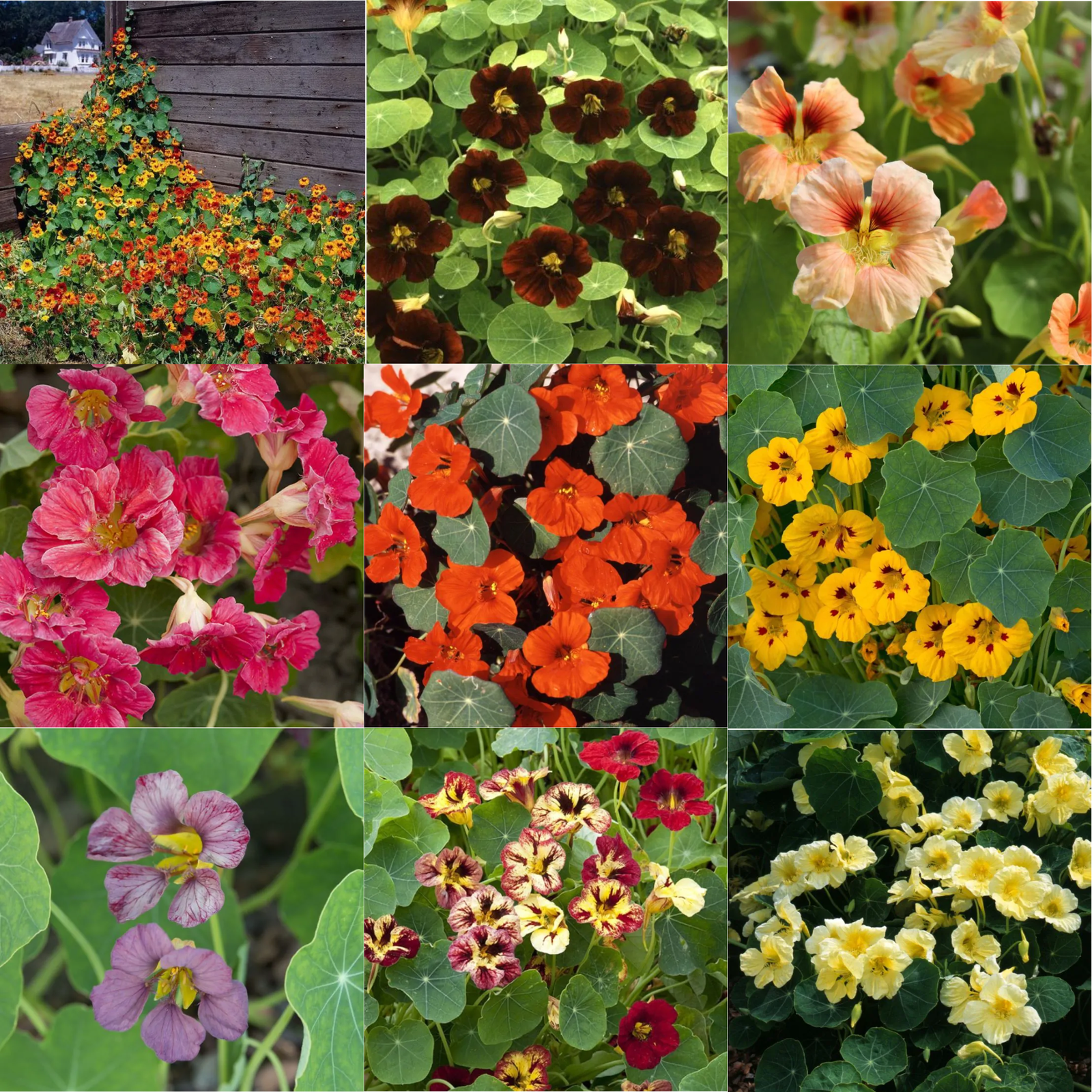 Nasturtium Plants