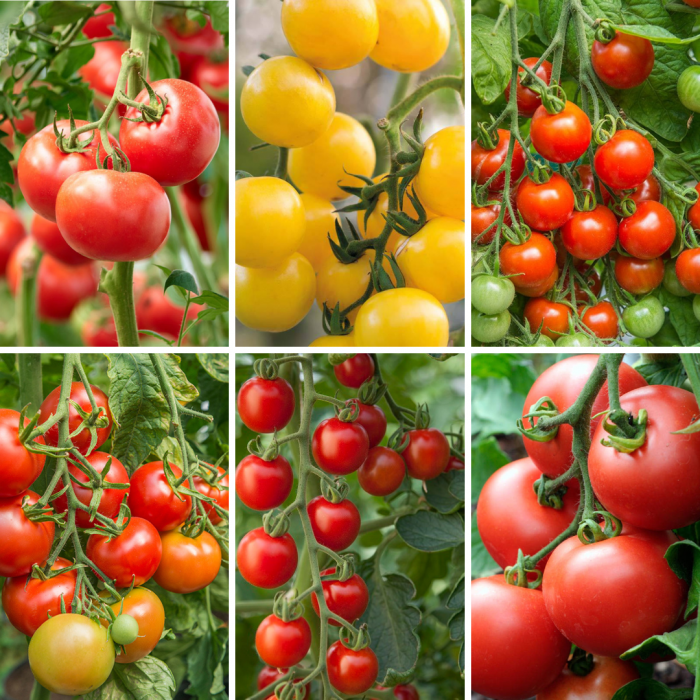 Tomato Plants