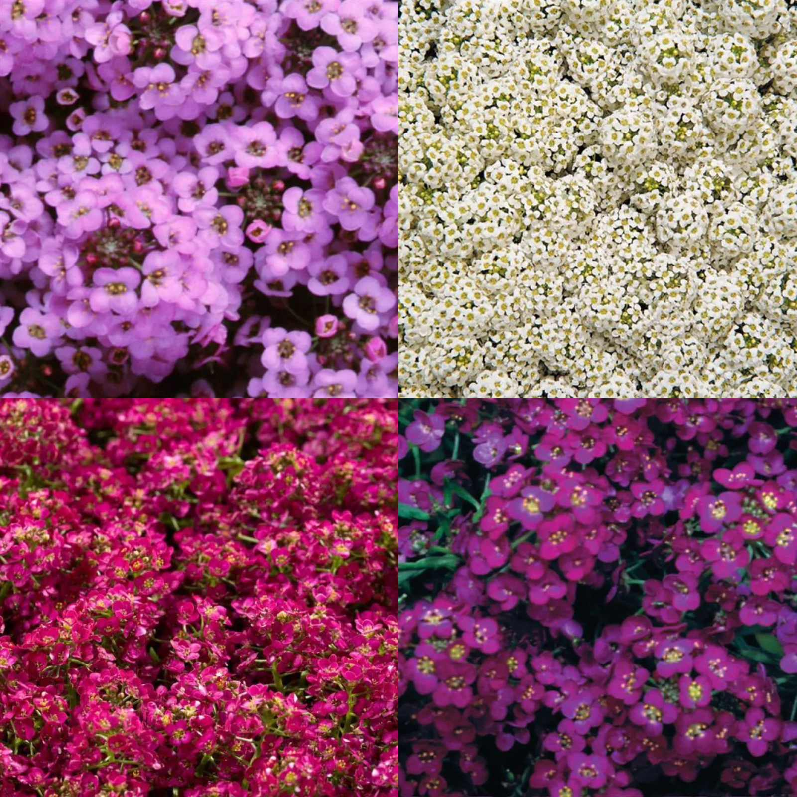 Alyssum Plants