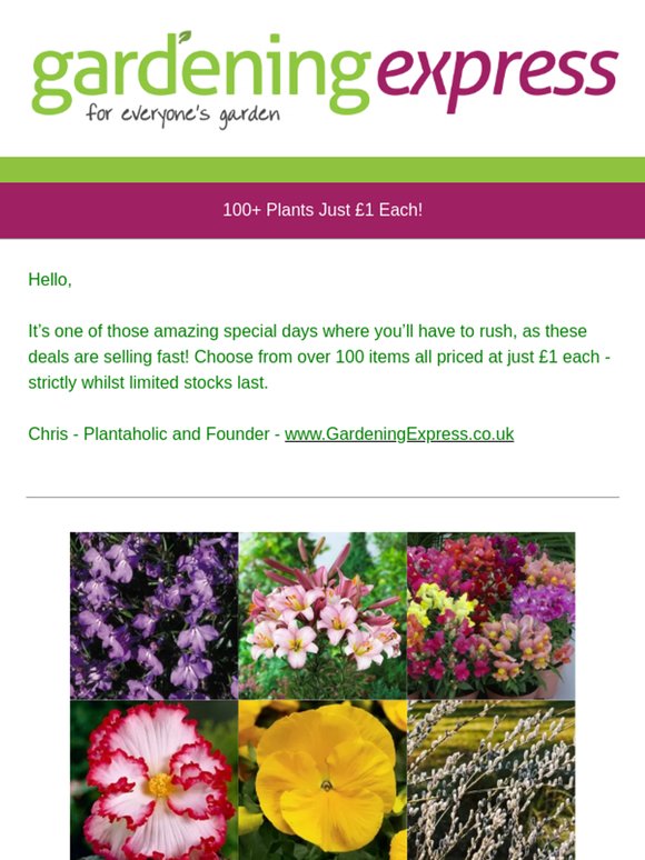 Everything is Just £1, Yes, JUST £1!  Over 100 Plants to choose from all at Just £1 each!