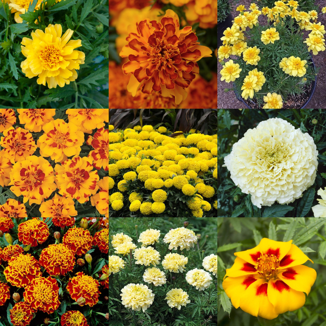 Marigold Plants