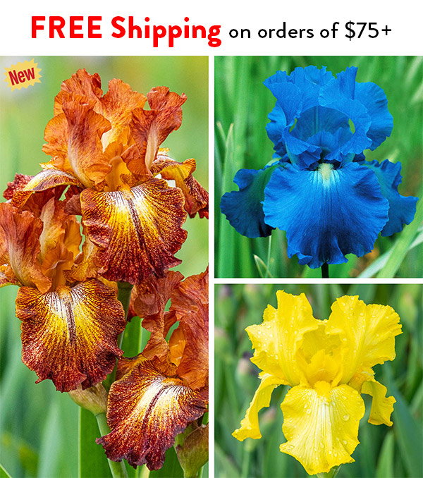 Free Shipping on Orders of $75+
