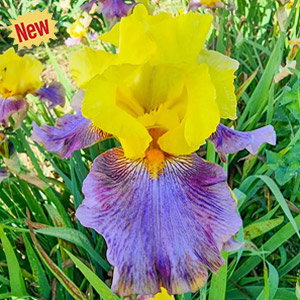 Sunrise at Sea Reblooming Bearded Iris