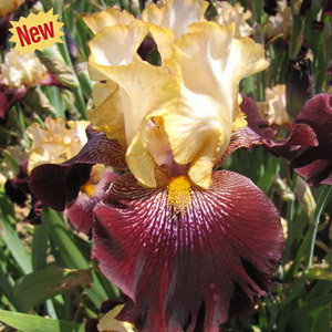Rum And Coke Bearded Iris